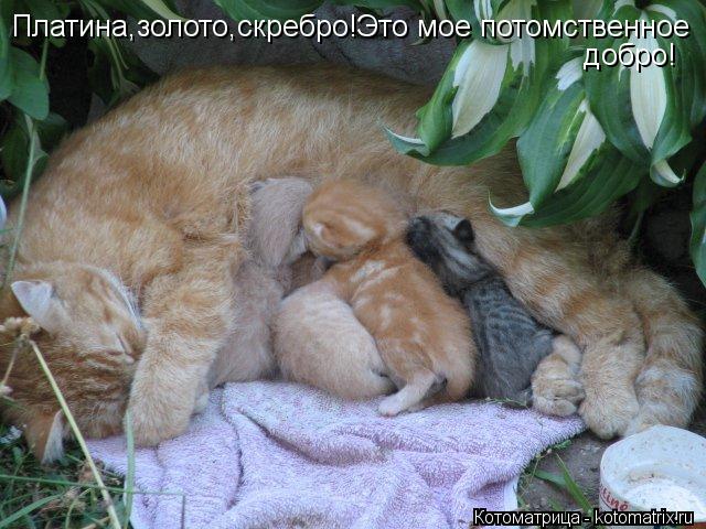 Платина,золото,скребро!Это мое потомственное добро!... Котоматрица: Платина,золото,скребро!Это мое потомственное добро!
