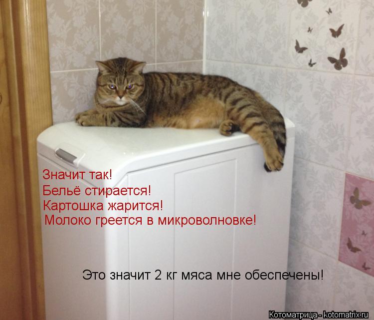 Значит так! Бельё стирается! Картошка жарится! Молоко греется в микроволновке! Это значит 2 кг мяса м... Котоматрица: Значит так! Бельё стирается! Картошка жарится! Молоко греется в микроволновке! Это значит 2 кг мяса мне обеспечены!