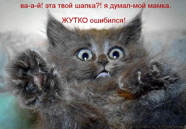 ЖУТКО ошибился! ва-а-й! эта твой шапка?! я думал-мой мамка.... Котоматрица: ЖУТКО ошибился! ва-а-й! эта твой шапка?! я думал-мой мамка.