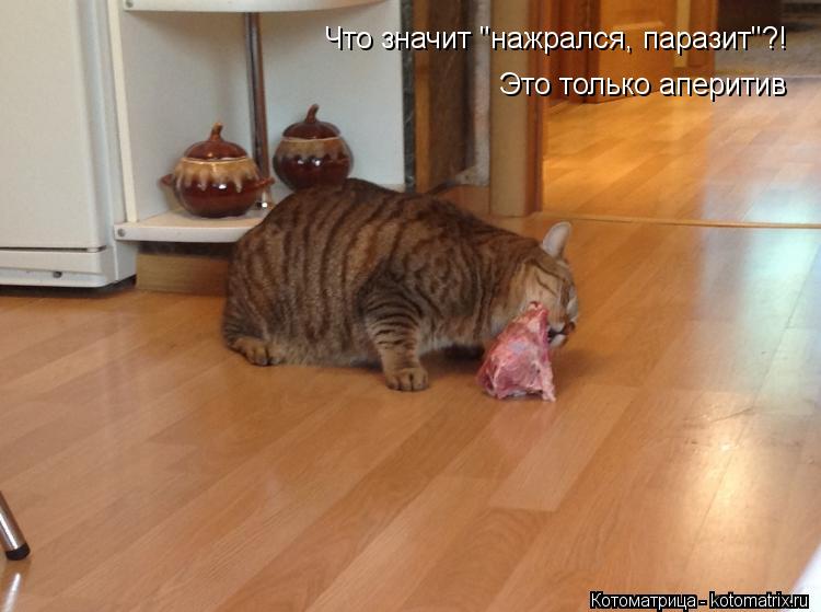 Что значит "нажрался, паразит"?! Это только аперитив... Котоматрица: Что значит "нажрался, паразит"?! Это только аперитив