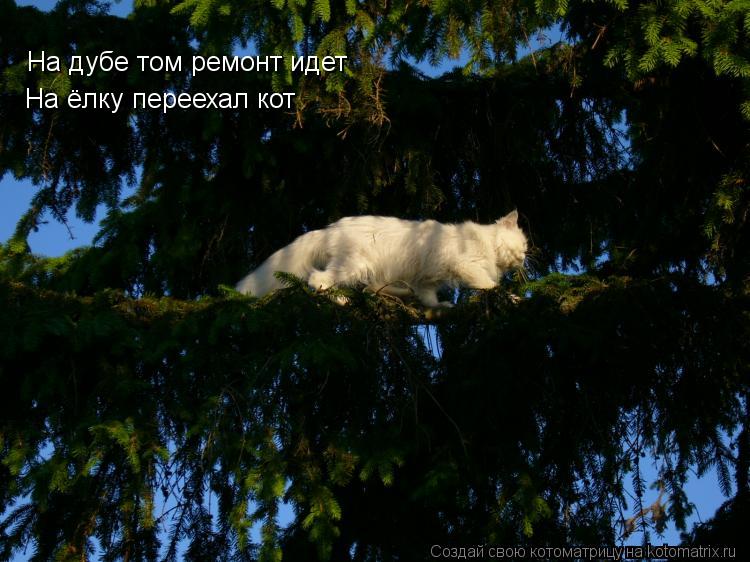 На дубе том ремонт идет На ёлку переехал кот... Котоматрица: На дубе том ремонт идет На ёлку переехал кот