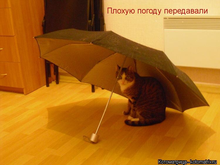 Плохую погоду передавали... Котоматрица: Плохую погоду передавали