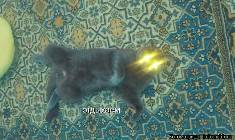отдыхаем... Котоматрица: отдыхаем