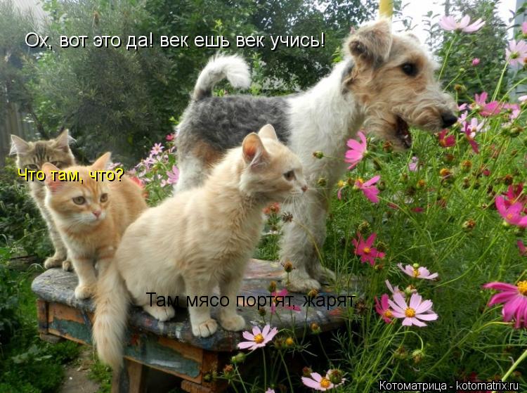 Что там, что? Ох, вот это да! век ешь век учись! Там мясо портят, жарят.... Котоматрица: Что там, что? Ох, вот это да! век ешь век учись! Там мясо портят, жарят.