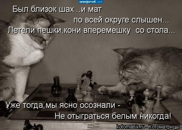 Был близок шах ..и мат по всей округе слышен... Летели пешки,кони вперемешку со стола... Уже тогда,м... Котоматрица: Был близок шах ..и мат по всей округе слышен... Летели пешки,кони вперемешку со стола... Уже тогда,мы ясно осознали - Не отыграться белым никог