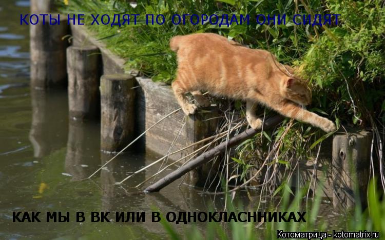 КОТЫ НЕ ХОДЯТ ПО ОГОРОДАМ ОНИ СИДЯТ КАК МЫ В ВК ИЛИ В ОДНОКЛАСННИКАХ КАК МЫ В ВК ИЛИ В ОДНОКЛАСННИКАХ... Котоматрица: КОТЫ НЕ ХОДЯТ ПО ОГОРОДАМ ОНИ СИДЯТ КАК МЫ В ВК ИЛИ В ОДНОКЛАСННИКАХ КАК МЫ В ВК ИЛИ В ОДНОКЛАСННИКАХ