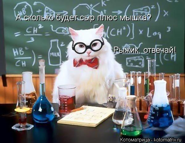 А сколько будет сыр плюс мышка? Рыжик, отвечай!... Котоматрица: А сколько будет сыр плюс мышка? Рыжик, отвечай!