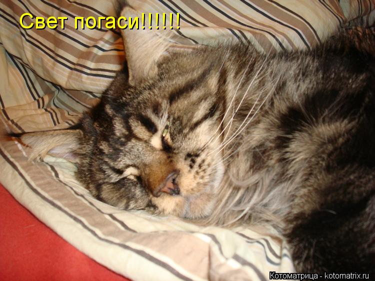 Свет погаси!!!!!!... Котоматрица: Свет погаси!!!!!!