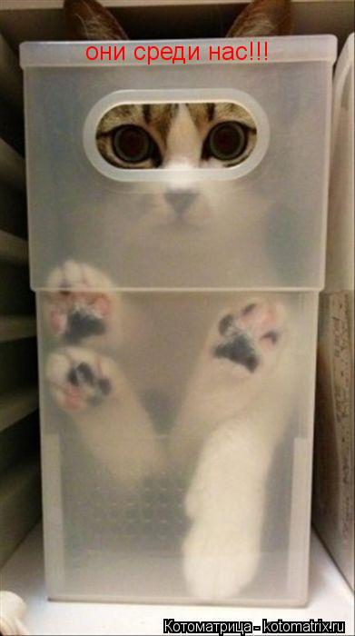 они среди нас!!!... Котоматрица: они среди нас!!!