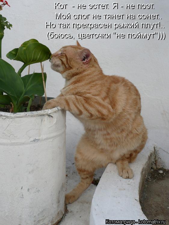 Кот - не эстет. Я - не поэт. Мой слог не тянет на сонет.. Но так прекрасен рыжий плут!.. (боюсь, цв... Котоматрица: Кот - не эстет. Я - не поэт. Мой слог не тянет на сонет.. Но так прекрасен рыжий плут!.. (боюсь, цветочки "не поймут")))