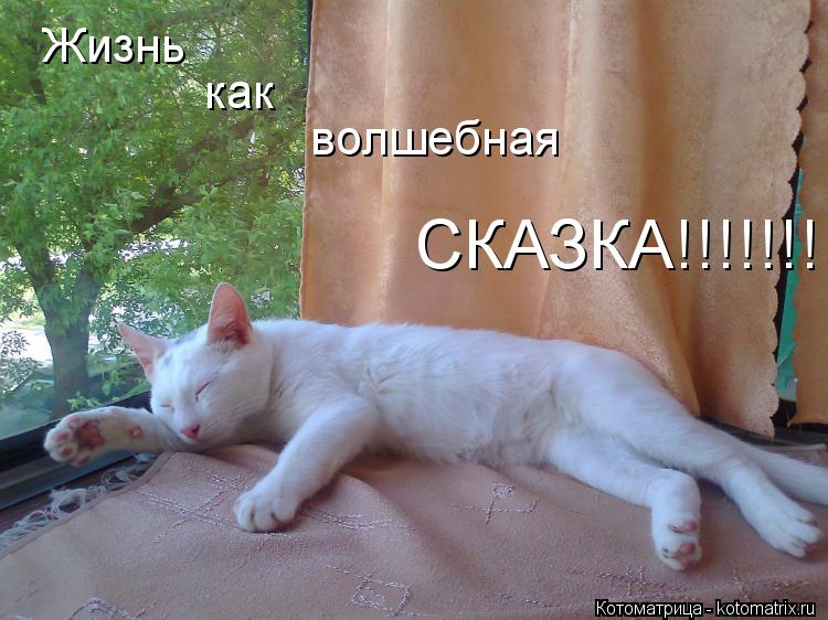 Жизнь как волшебная СКАЗКА!!!!!!!... Котоматрица: Жизнь как волшебная СКАЗКА!!!!!!!