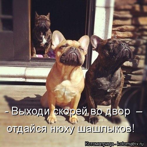 Эти забавные животные
