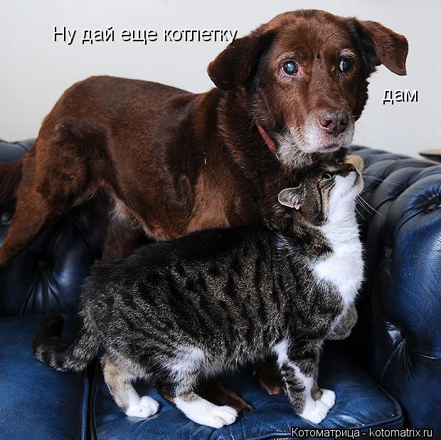 Ну дай еще котлетку дам... Котоматрица: Ну дай еще котлетку дам