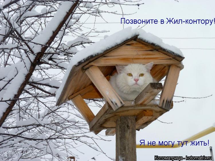 Позвоните в Жил-контору! Я не могу тут жить!... Котоматрица: Позвоните в Жил-контору! Я не могу тут жить!
