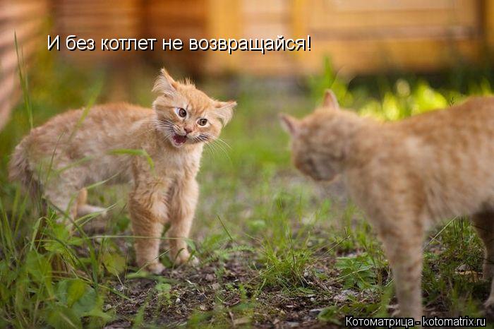 И без котлет не возвращайся!... Котоматрица: И без котлет не возвращайся!