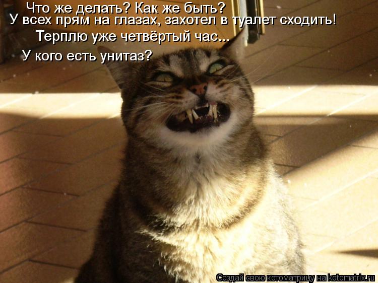 Что же делать? Как же быть? У всех прям на глазах, захотел в туалет сходить! Терплю уже четвёртый ... Котоматрица: Что же делать? Как же быть? У всех прям на глазах, захотел в туалет сходить! Терплю уже четвёртый час... У кого есть унитаз?
