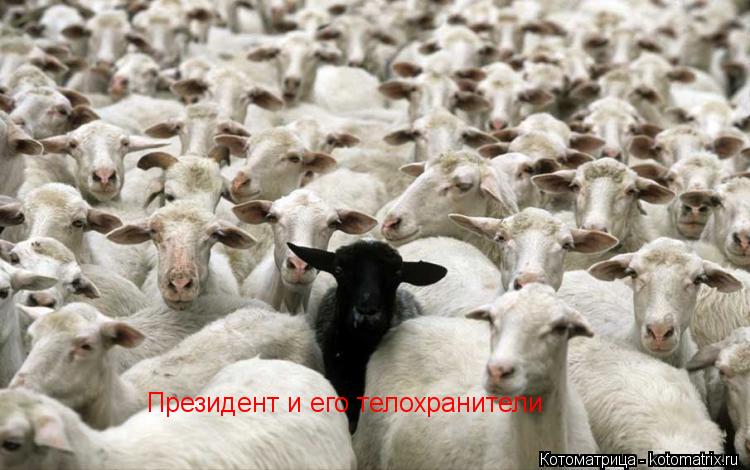 Президент и его телохранители... Котоматрица: Президент и его телохранители