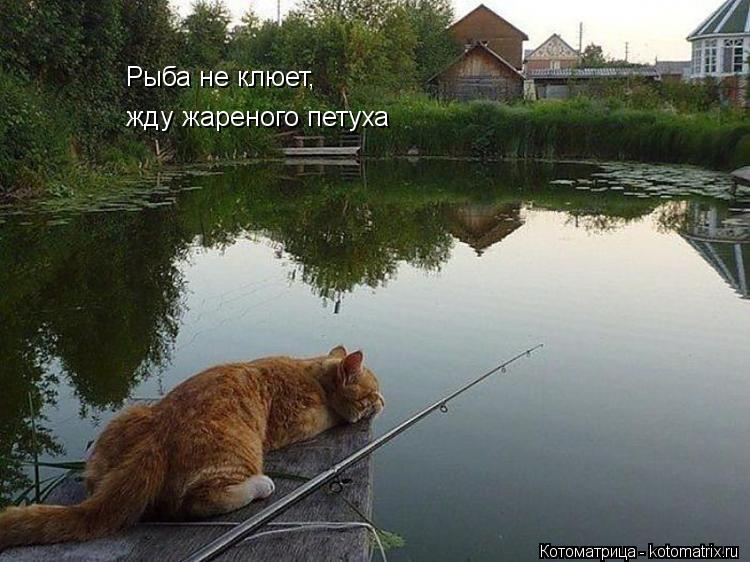 Рыба не клюет, жду жареного петуха... Котоматрица: Рыба не клюет, жду жареного петуха