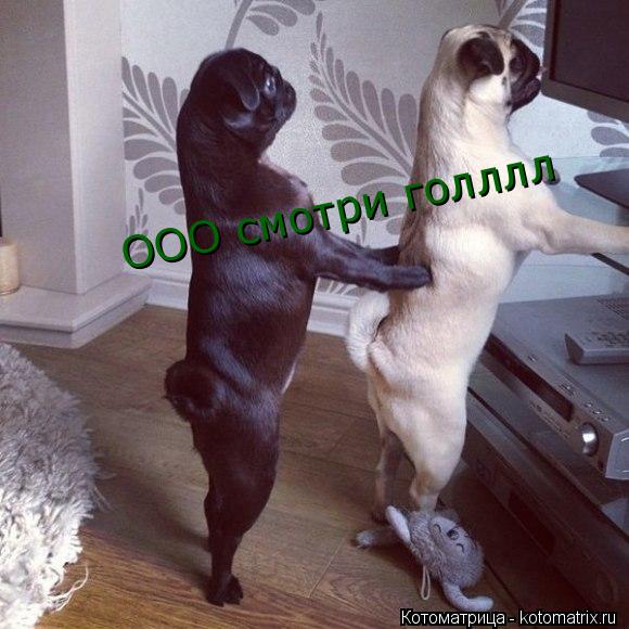 ООО смотри голллл... Котоматрица: ООО смотри голллл