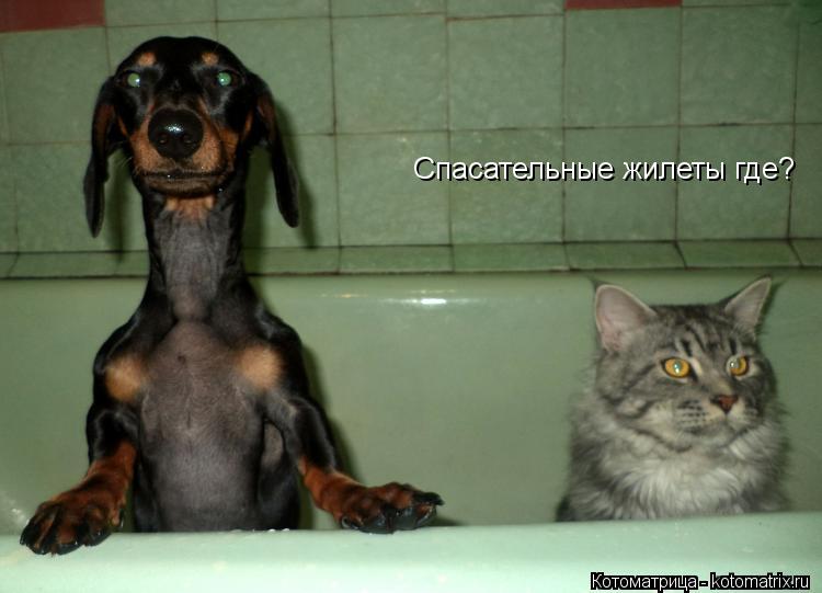 Спасательные жилеты где?... Котоматрица: Спасательные жилеты где?