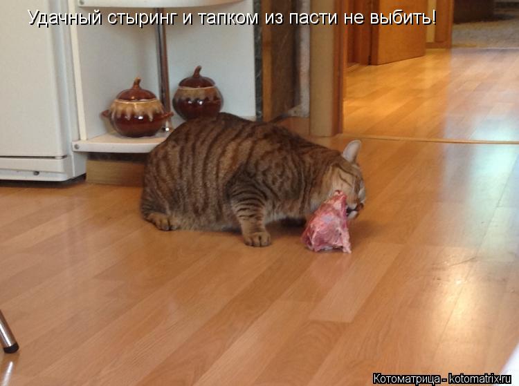 Удачный стыринг и тапком из пасти не выбить!... Котоматрица: Удачный стыринг и тапком из пасти не выбить!