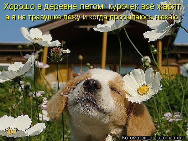 Хорошо в деревне летом курочек всё жарят, а я на травушке лежу и когда просыпаюсь нюхаю... Котоматрица: Хорошо в деревне летом курочек всё жарят, а я на травушке лежу и когда просыпаюсь нюхаю