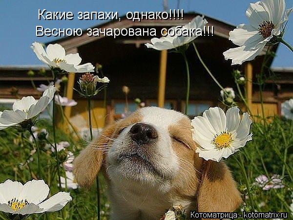 Котоматрица: Какие запахи, однако!!!! Весною зачарована собака!!!