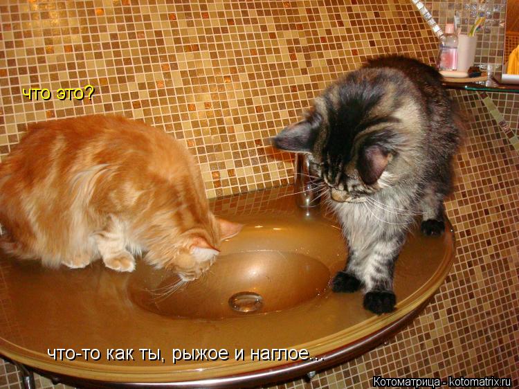 что это? что-то как ты, рыжое и наглое... что-то как ты, рыжое и наглое...... Котоматрица: что это? что-то как ты, рыжое и наглое... что-то как ты, рыжое и наглое...