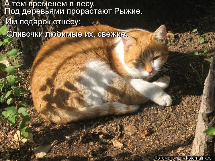 А тем временем в лесу, Им подарок отнесу: Под деревьями прорастают Рыжие. Сливочки любимые их, свежие... Котоматрица: А тем временем в лесу, Им подарок отнесу: Под деревьями прорастают Рыжие. Сливочки любимые их, свежие.