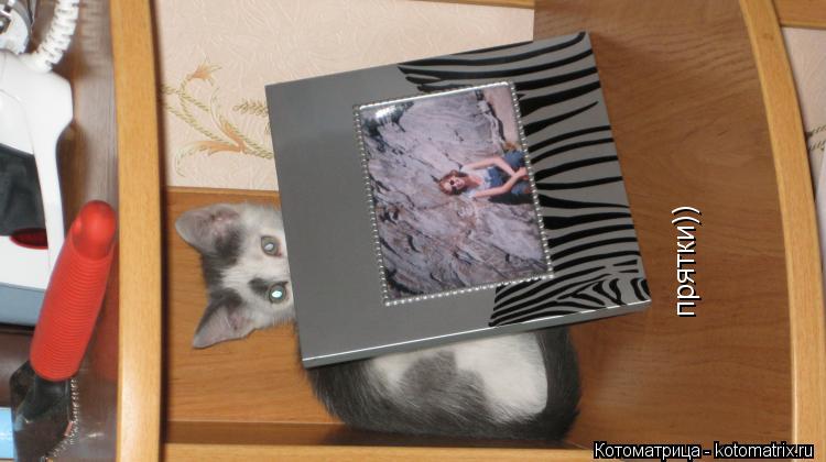 прятки))... Котоматрица: прятки))