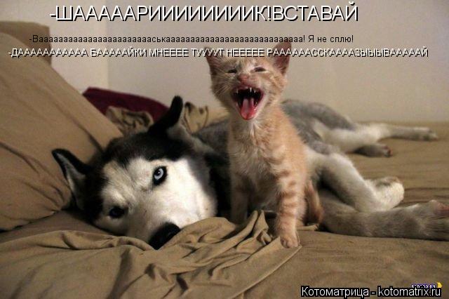-ШАААААРИИИИИИИИК!ВСТАВАЙ -Ваааааааааааааааааааааааськаааааааааааааааааааааааааааа! Я не сплю! -ДАААА... Котоматрица: -ШАААААРИИИИИИИИК!ВСТАВАЙ -Ваааааааааааааааааааааааськаааааааааааааааааааааааааааа! Я не сплю! -ДААААААААААААААААААА БААААААААЙКИ МНЕЕ