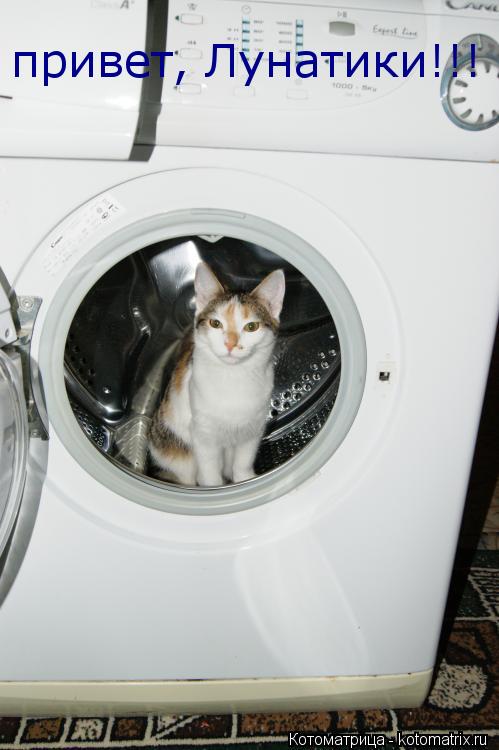 привет, Лунатики!!!... Котоматрица: привет, Лунатики!!!