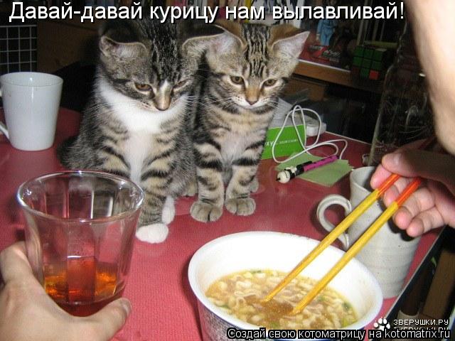 Давай-давай курицу нам вылавливай!... Котоматрица: Давай-давай курицу нам вылавливай!