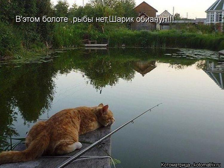 В'этом болоте ,рыбы нет,Шарик обианул!!!... Котоматрица: В'этом болоте ,рыбы нет,Шарик обианул!!!