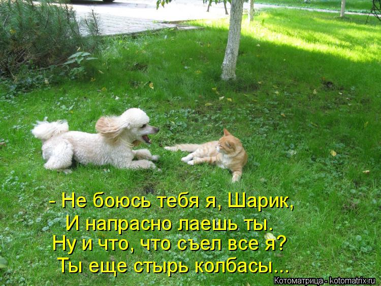 - Не боюсь тебя я, Шарик, И напрасно лаешь ты. Ну и что, что съел все я? Ты еще стырь колбасы...... Котоматрица: - Не боюсь тебя я, Шарик, И напрасно лаешь ты. Ну и что, что съел все я? Ты еще стырь колбасы...