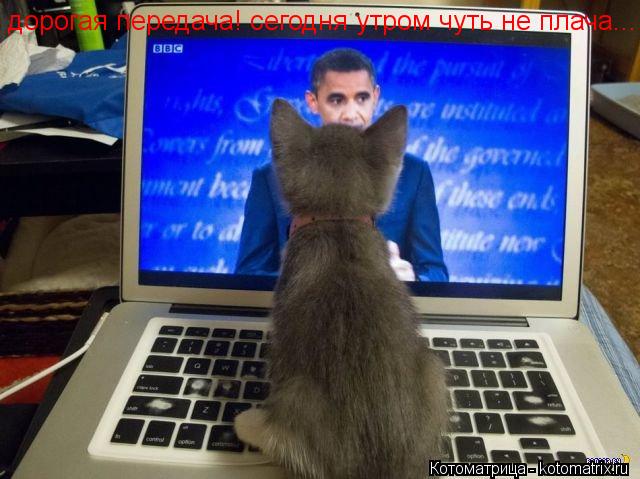 дорогая передача! сегодня утром чуть не плача...... Котоматрица: дорогая передача! сегодня утром чуть не плача...