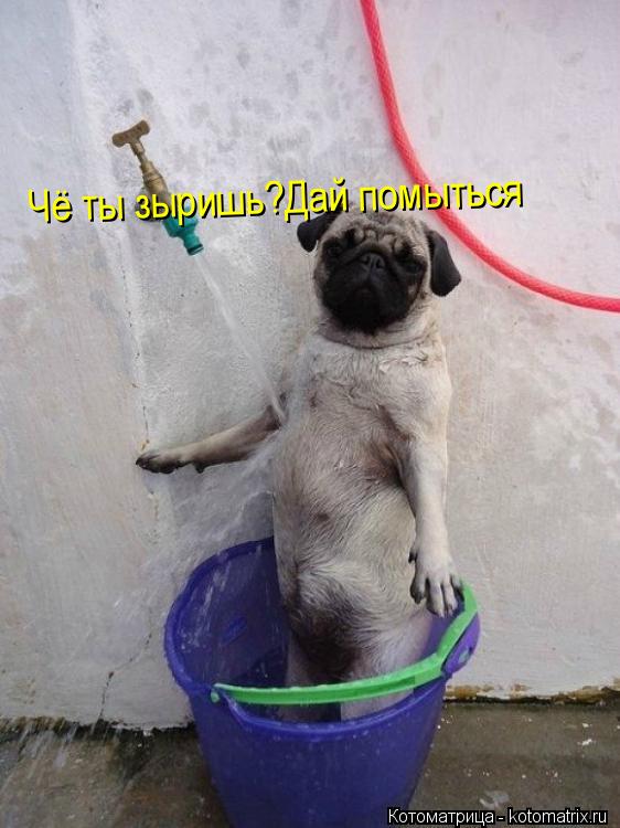 Чё ты зыришь?Дай помыться... Котоматрица: Чё ты зыришь?Дай помыться