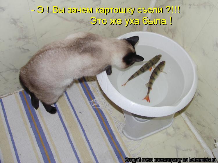 - Э ! Вы зачем картошку съели ?!!! Это же уха была !... Котоматрица: - Э ! Вы зачем картошку съели ?!!! Это же уха была !