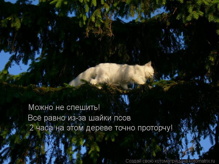 Можно не спешить! 2 часа на этом дереве точно проторчу! Всё равно из-за шайки псов... Котоматрица: Можно не спешить! 2 часа на этом дереве точно проторчу! Всё равно из-за шайки псов