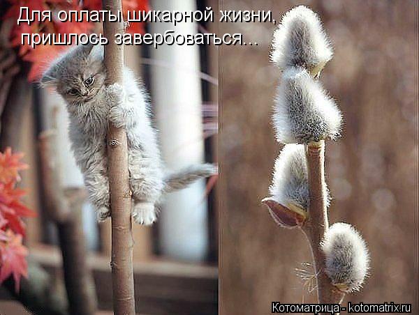 Для оплаты шикарной жизни, пришлось завербоваться...... Котоматрица: Для оплаты шикарной жизни, пришлось завербоваться...