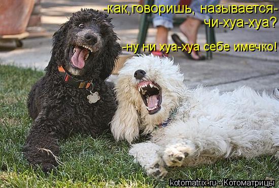 -как,говоришь, называется- чи-хуа-хуа? -ну ни хуа-хуа себе имечко!... Котоматрица: -как,говоришь, называется- чи-хуа-хуа? -ну ни хуа-хуа себе имечко!