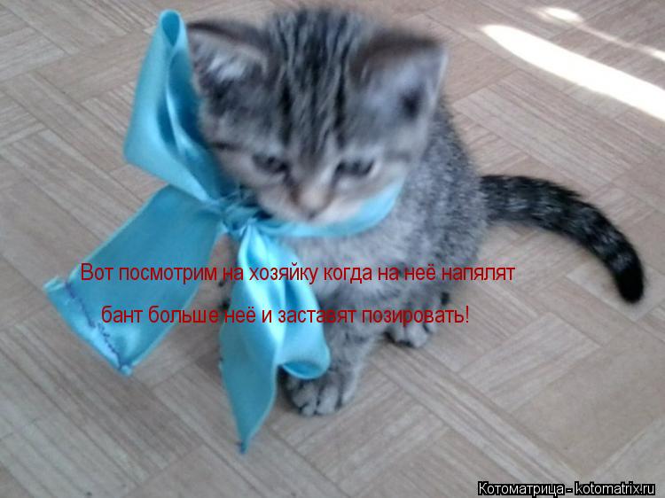 Вот посмотрим на хозяйку когда на неё напялят бант больше неё и заставят позировать!... Котоматрица: Вот посмотрим на хозяйку когда на неё напялят бант больше неё и заставят позировать!
