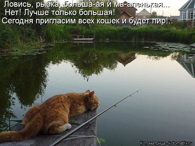 Ловись, рыбка, больша-ая и ма-аленькая... Нет! Лучше только большая! Сегодня пригласим всех кошек и б... Котоматрица: Ловись, рыбка, больша-ая и ма-аленькая... Нет! Лучше только большая! Сегодня пригласим всех кошек и будет пир!..