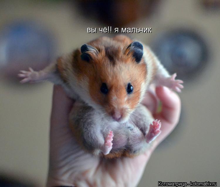 вы чё!! я мальчик... Котоматрица: вы чё!! я мальчик