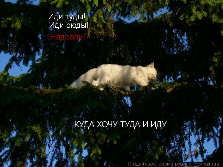 Иди туды! Иди сюды! Надоели! КУДА ХОЧУ ТУДА И ИДУ!... Котоматрица: Иди туды! Иди сюды! Надоели! КУДА ХОЧУ ТУДА И ИДУ!