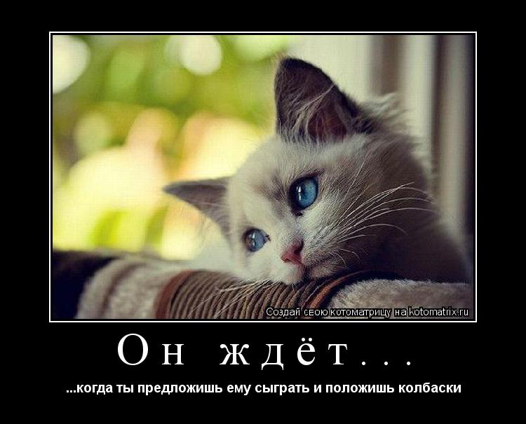 Он ждёт... ...когда ты предложишь ему сыграть и положишь колбаски... Котоматрица: Он ждёт... ...когда ты предложишь ему сыграть и положишь колбаски