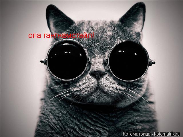 опа гангнамстайл!... Котоматрица: опа гангнамстайл!