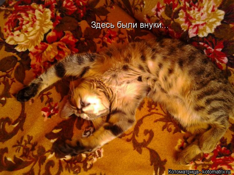 Здесь были внуки...... Котоматрица: Здесь были внуки...