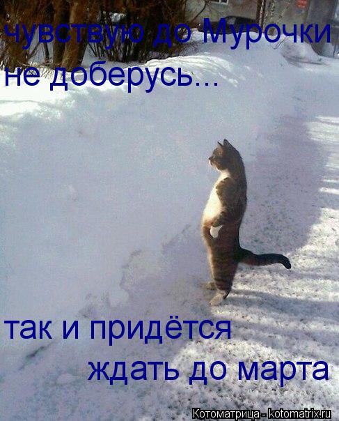 чувствую до Мурочки не доберусь... так и придётся ждать до марта... Котоматрица: чувствую до Мурочки не доберусь... так и придётся ждать до марта