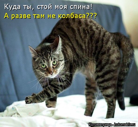 Куда ты, стой моя спина! А разве там не колбаса???... Котоматрица: Куда ты, стой моя спина! А разве там не колбаса???